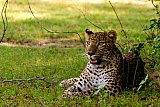 Safari and wildlife