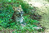 Safari and wildlife