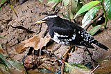 Birding in Sinharaja Rain Forest