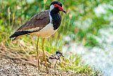 Safari and wildlife