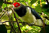 Birding in Sinharaja Rain Forest