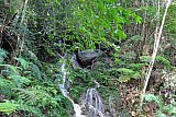Sinharaja forest trek : north to south