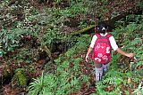 Sinharaja forest trek : north to south