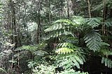 Sinharaja forest trek : north to south