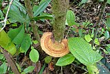 Sinharaja forest trek : north to south