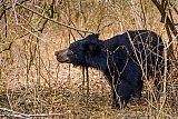 Safari and wildlife