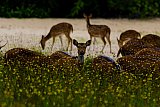 Safari and wildlife