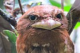 Birding in Sinharaja Rain Forest