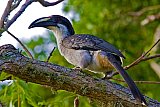 Birding in Sinharaja Rain Forest