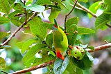 Birding in Sinharaja Rain Forest