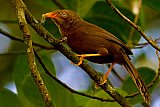 Birding in Sinharaja Rain Forest