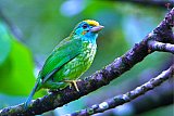 Birding in Sinharaja Rain Forest