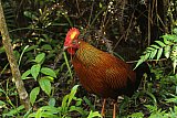 Birding in Sinharaja Rain Forest