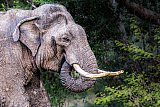 Safari and wildlife