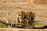 Safari and wildlife