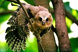 Safari and wildlife