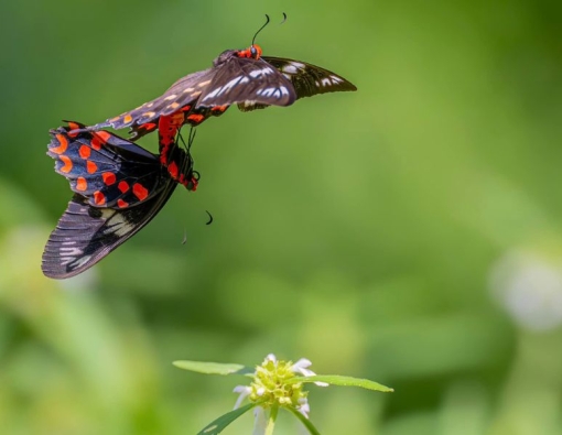 Crimson Rose Butterfly Sri Lanka