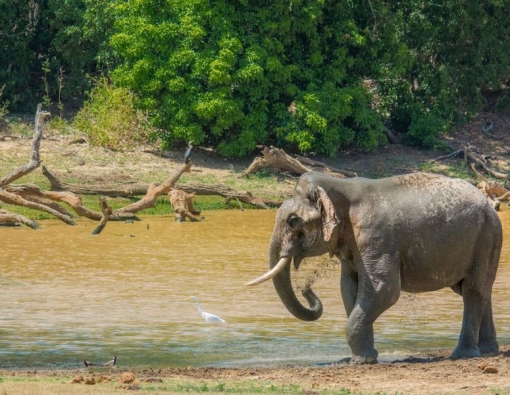 Meet Gemunu, an iconic tusker