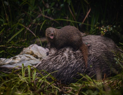 Rodney that Ruddy Mongoose is back