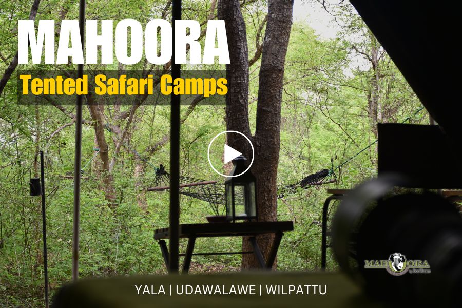 Mahoora video, Mahoora Tented Camps Yala, Udawalawe and Wilpattu