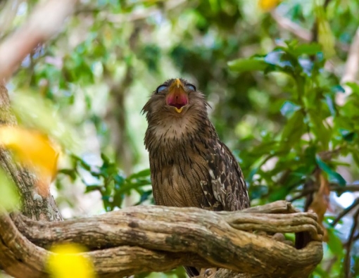 The Brown Fish Owl: Sri Lanka’s Enigmatic Night Hunter