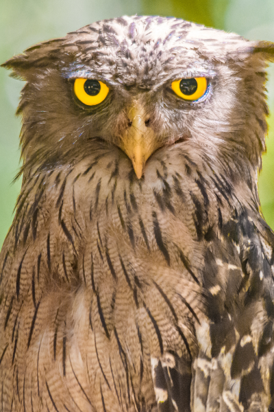 Sri Lanka Brown Fish Owl