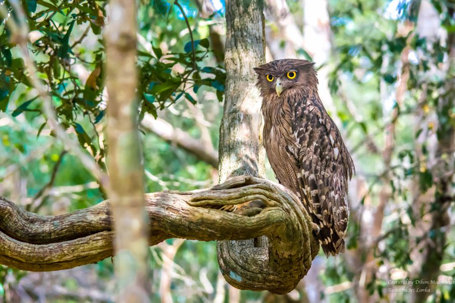 Symbolism and Superstitions: The Brown Fish Owl in Sri Lankan Culture