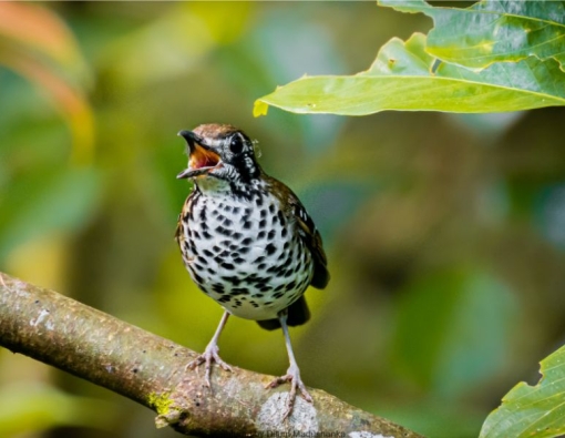 A delicate serenade rings out across the forest