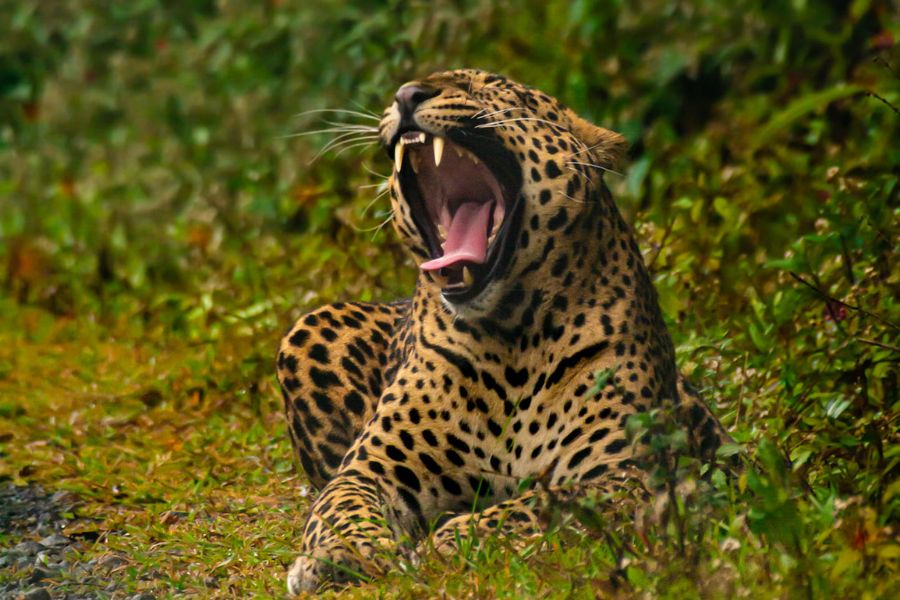 a leopard 