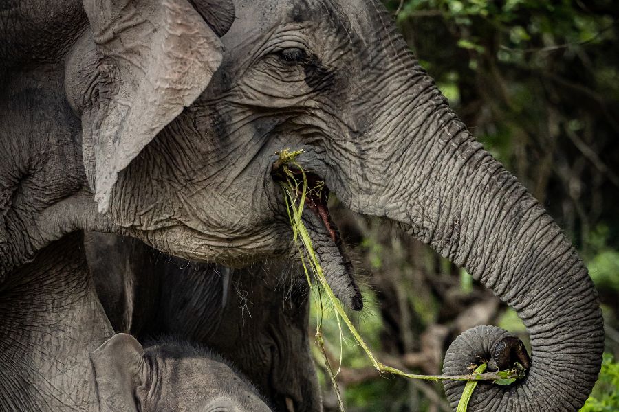 An elephant at Udawalawe national park in Sri lanka