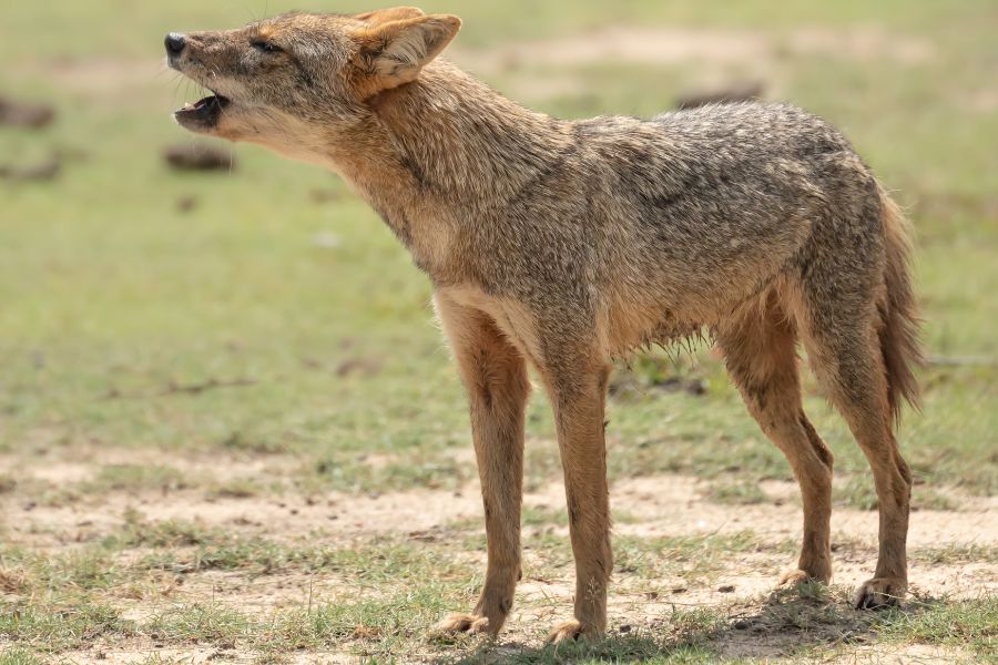 Sri Lankan Jackal 