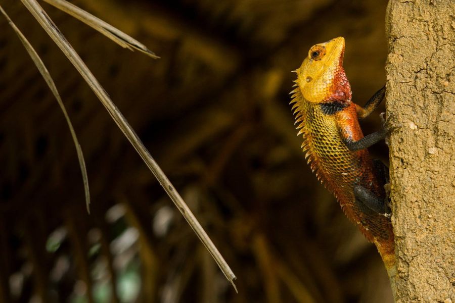 A lizard at Ahaspokuna 