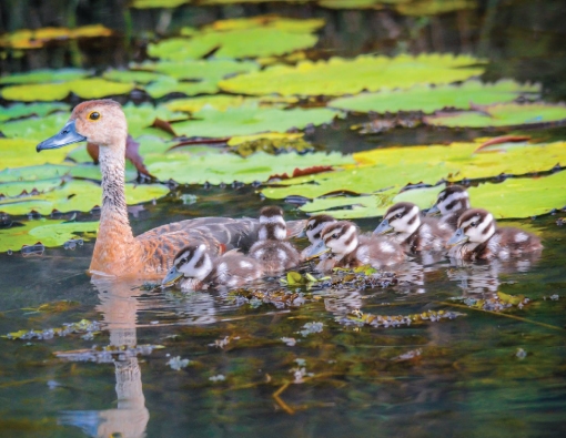 Ducks sighting at Wilpattu national park 