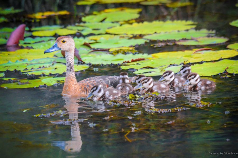 Ducks sighting at Wilpattu