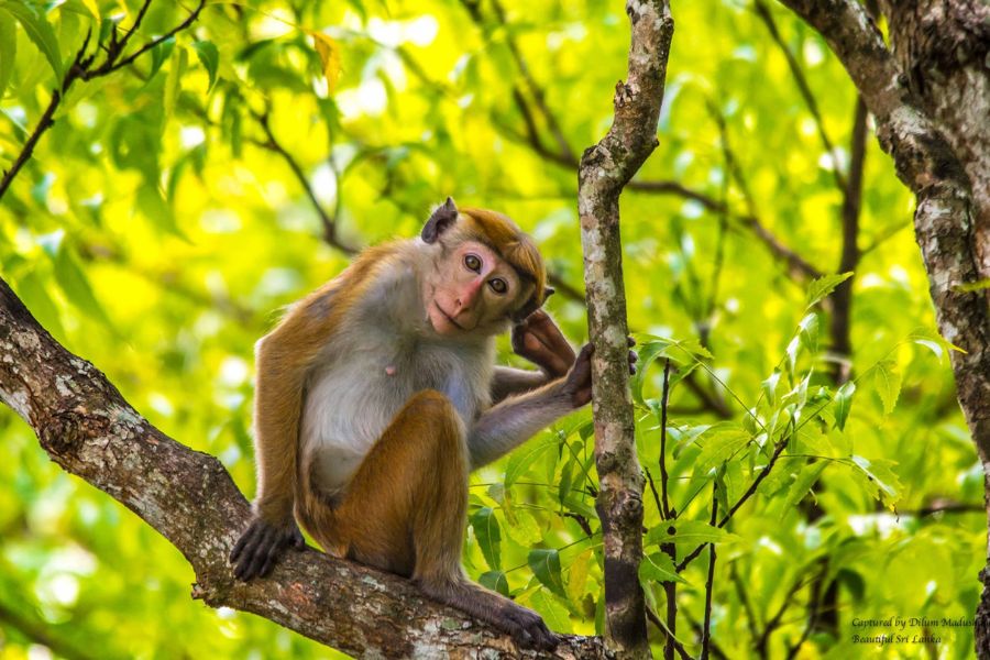 Toque Macaques Sighting at Yala 