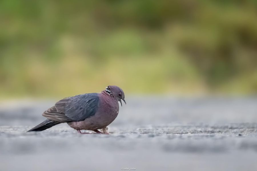 Wood pigeon at Sinharaja