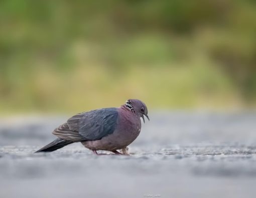 Wood pigeon at Sinharaja