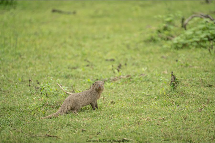 Mongoose sighting in Sri Lanka 