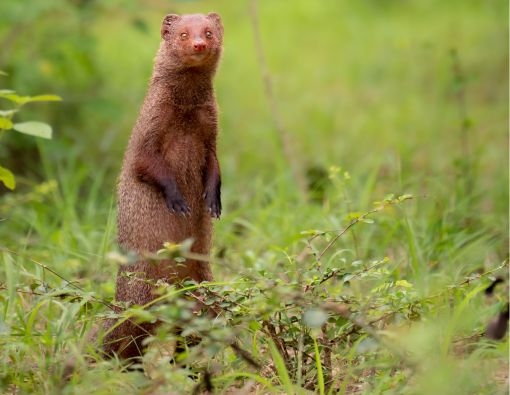 The Ruddy Mongoose: Sri Lanka’s Adorable Yet Fearless Forest Dweller