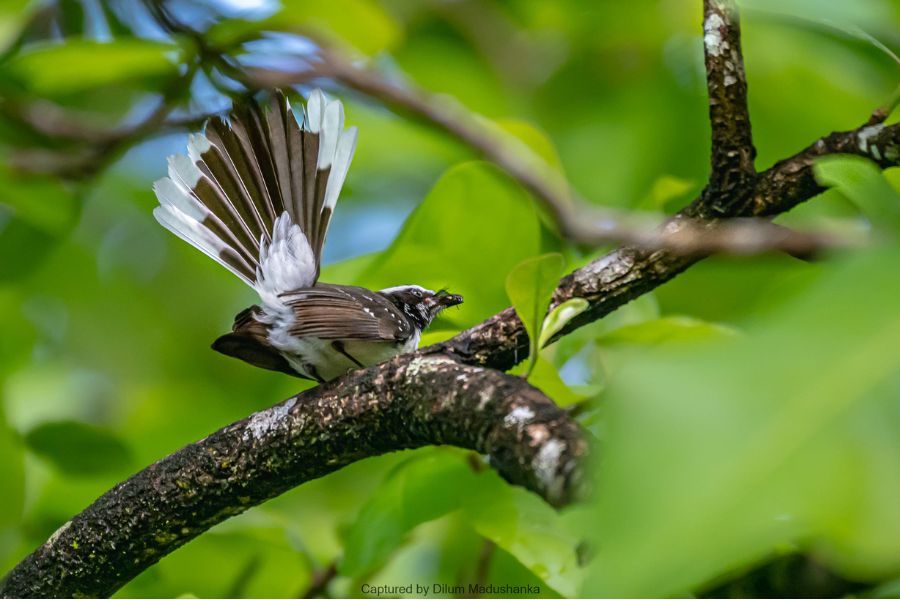 White browed fantail sighting at Sinharaja 