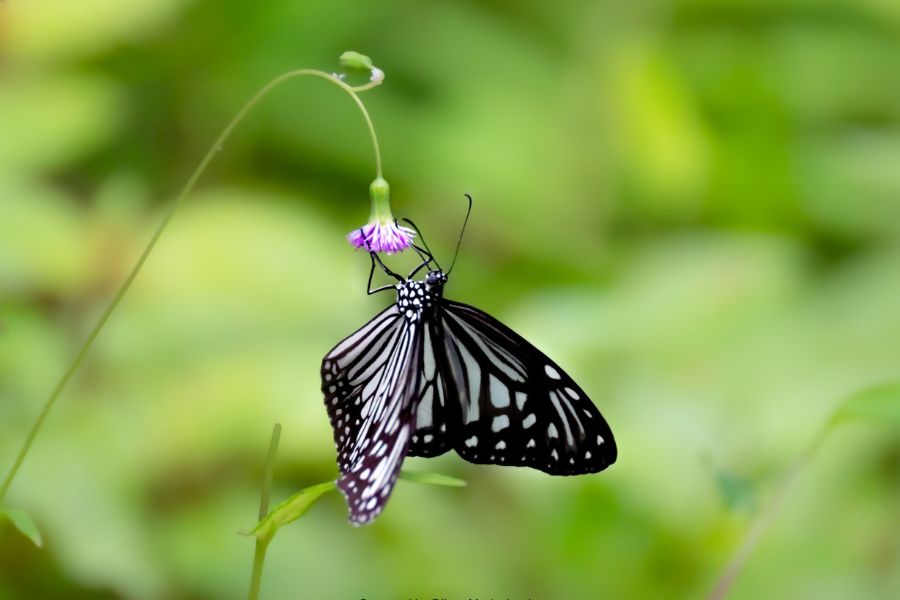 butterfly-sighting-at-yala-2.jpg