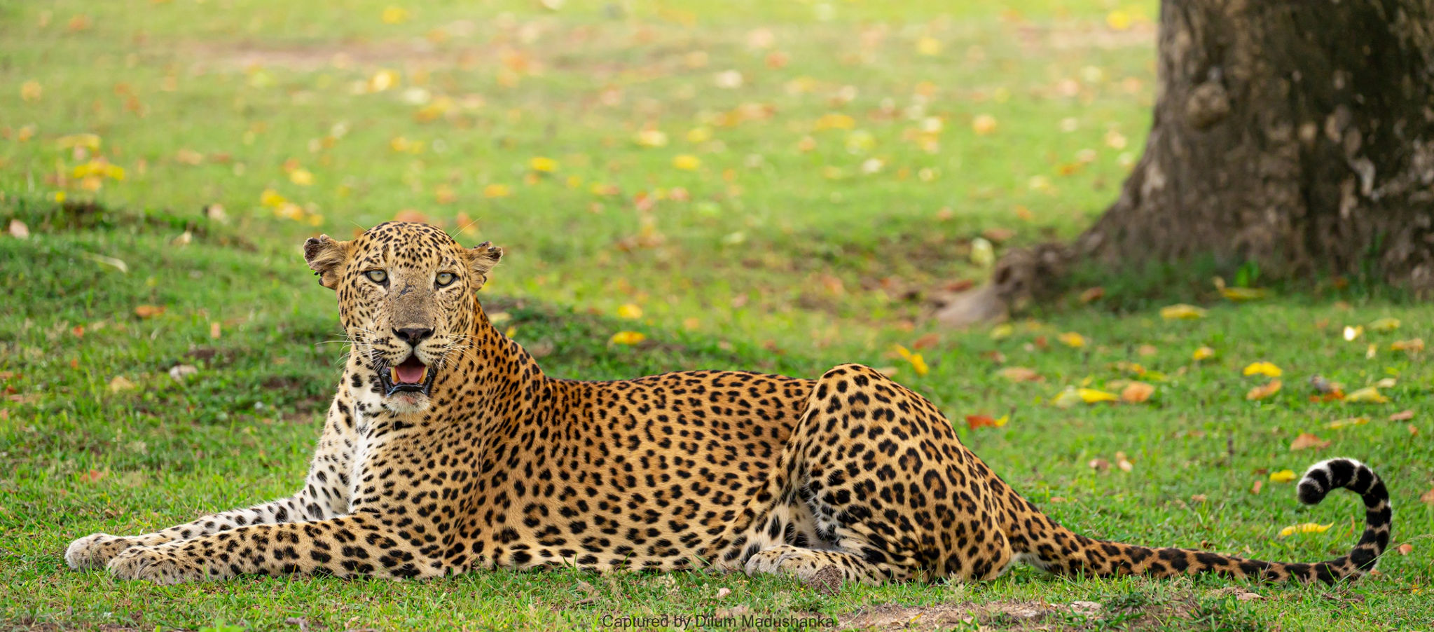 leopards-at-kumana.jpg