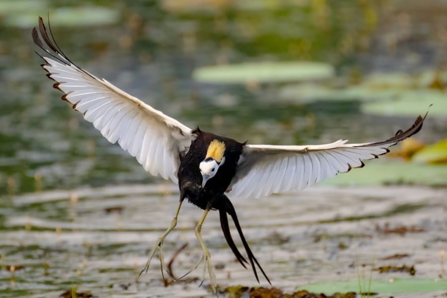 pheasant-tailed-jacana-at-yala.jpg