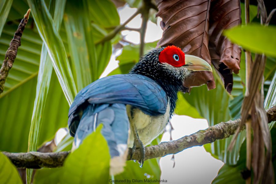 Red faced malkoha