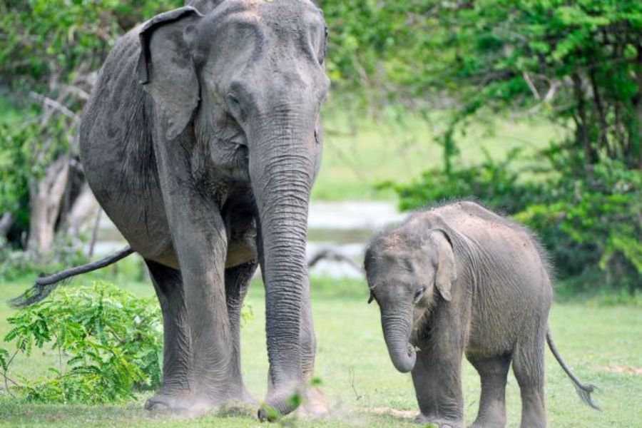 elephant sighting at yala national park