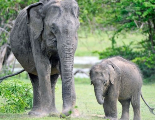 elephant sighting at yala national park in Sri Lanka 