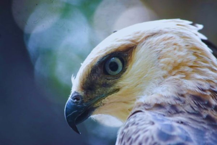 Hawk eagle at Wilpattu national park