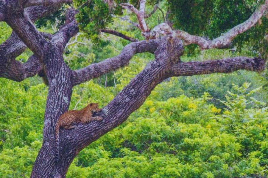 leopard sightings at yala national park