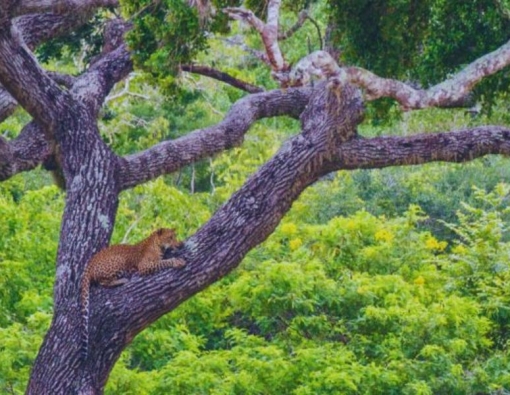 Sri lankan leopard at yala national park in Sri Lanka 