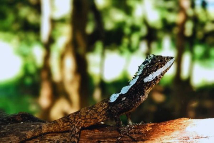 painted lip lizard at Udawalawe national park